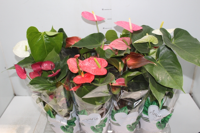 <h4>ANTHURIUM VARIADO P15</h4>