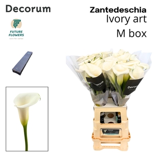 ZANT IVORY ART MEDIUM BOX 70 CM 20 ST.