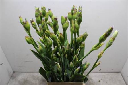 <h4>Iris Buiten Ov</h4>