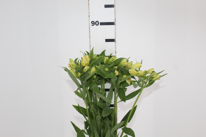 <h4>ALSTROEMERIA MELLOW YELLOW 080 CM</h4>