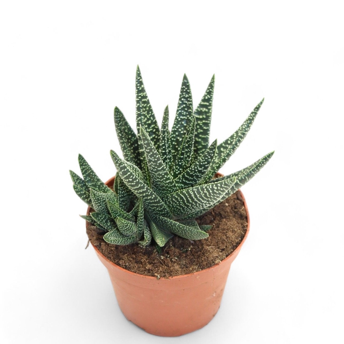 <h4>Haworthia Royal Highness</h4>