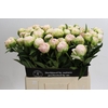 Paeonia Moon over Barrington
