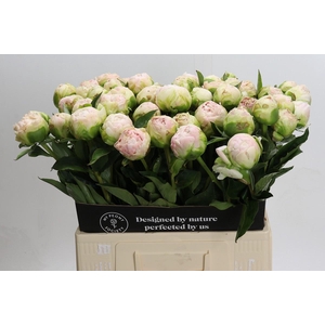 Paeonia Moon over Barrington