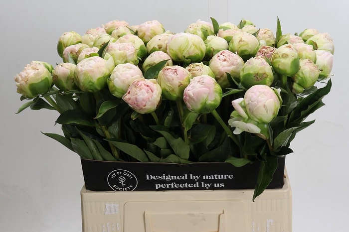 <h4>Paeonia Moon over Barrington</h4>