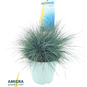 Festuca glauca Intense Blue®