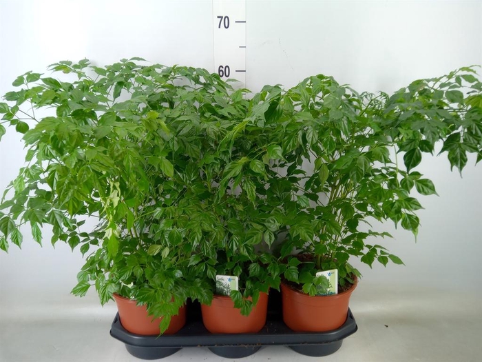 <h4>Radermachera sinica</h4>