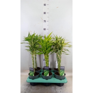 Dracaena sand.   ...mix 3