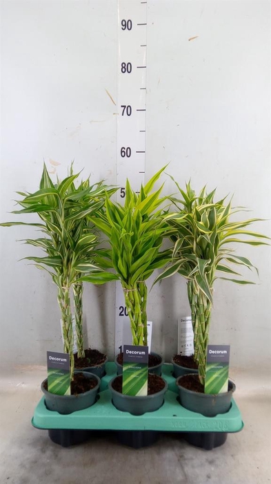 <h4>Dracaena sand.   ...mix 3</h4>