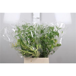 Gloriosa Sp Stripe Long