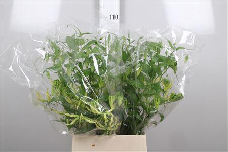 <h4>Gloriosa Sp Stripe Long</h4>