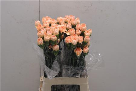 <h4>Di St Amorosa</h4>