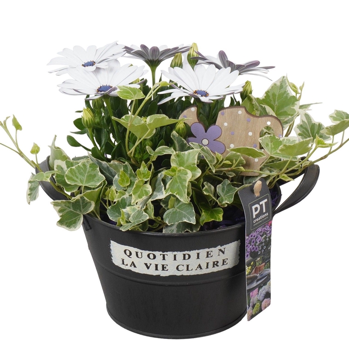 <h4>Arr.   Perkplanten L%</h4>