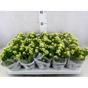 Kalanchoe blos. 'RosFlow Sia'