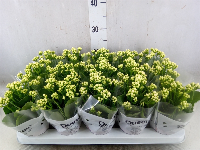 <h4>Kalanchoe blos. 'RosFlow Sia'</h4>