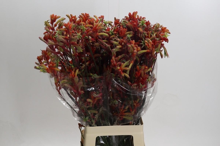 <h4>Kangaroo Paw Rampaging Roy Slaven</h4>