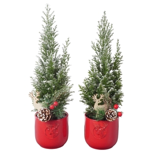 PTK25154 Ellwoodii met sneeuw in keramiek pot met decoratie