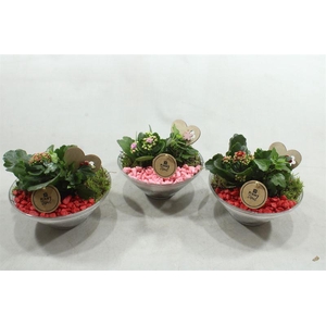 6622 GLAS 20 ROOD/ROZE