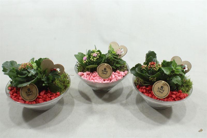 <h4>6622 GLAS 20 ROOD/ROZE</h4>