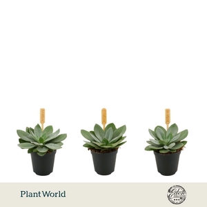 Senecio Cephalophorus 5,5cm