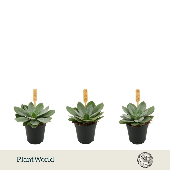 <h4>Senecio Cephalophorus 5,5cm</h4>