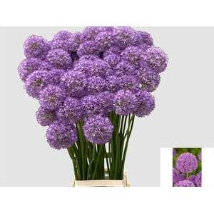 ALLIUM GLADIATOR
