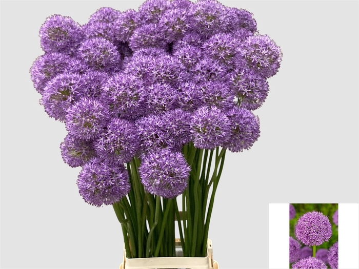 <h4>ALLIUM GLADIATOR</h4>