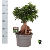 Ficus Ginseng
