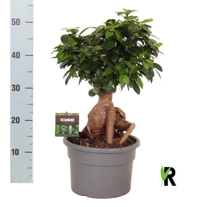 Ficus Ginseng