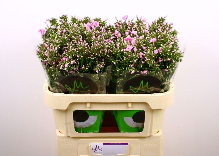 <h4>PHLOX P PINK EYES</h4>