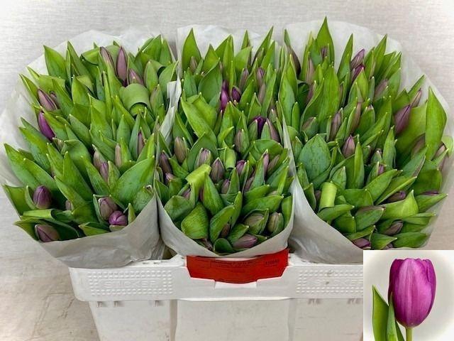 <h4>TU EN ROESKA</h4>