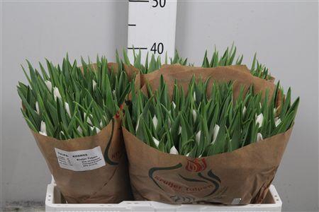 <h4>Tu En Kosmos</h4>