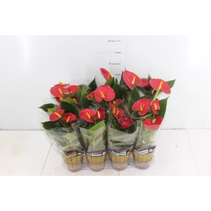 ANTHURIUM RED SUCCESS P09