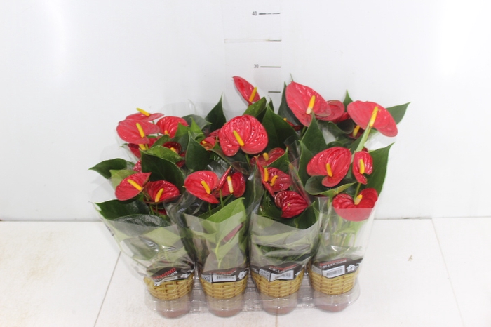 ANTHURIUM RED SUCCESS P09