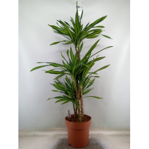 Dracaena frag. 'Riki'