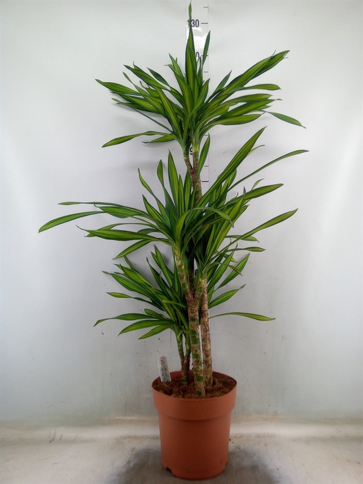 <h4>Dracaena frag. 'Riki'</h4>