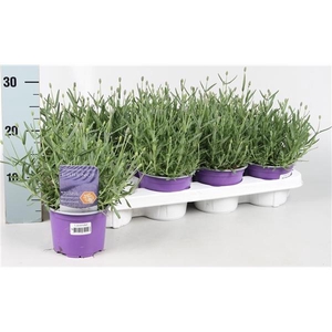 Lavandula angustifolia 'Essence Purple'