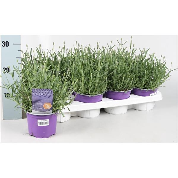 <h4>Lavandula angustifolia 'Essence Purple'</h4>