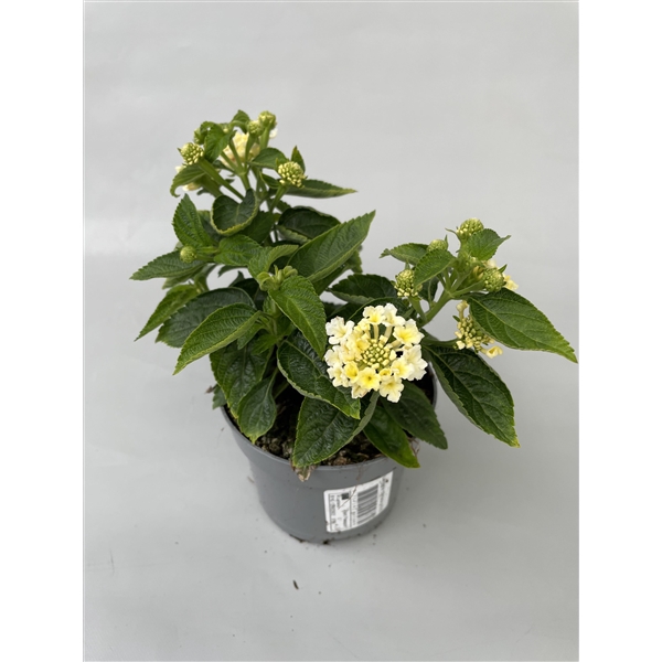 <h4>Lantana cam. Wit p10,5</h4>