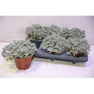 Sedum Sp Cape Blanco