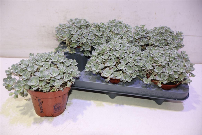 <h4>Sedum Sp Cape Blanco</h4>