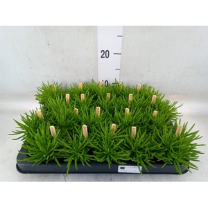 Senecio archeri 'Himalaya'