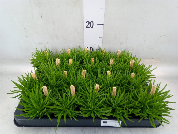 <h4>Senecio archeri 'Himalaya'</h4>