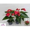 ANTHU AN BAMBINO RED