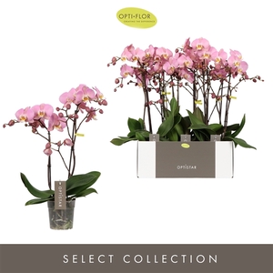 Phalaenopsis Anthura Padova