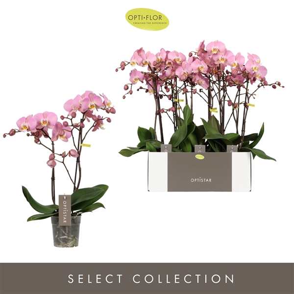 <h4>Phalaenopsis Anthura Padova</h4>