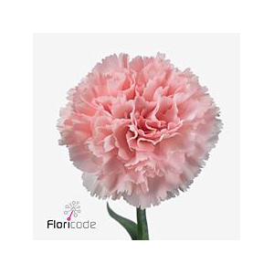 Dianthus st jodie