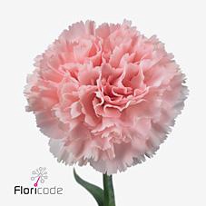 <h4>Dianthus st jodie</h4>