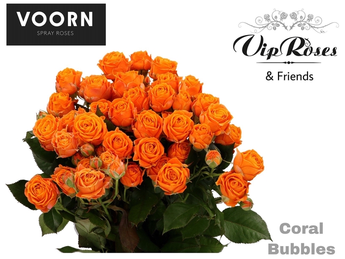 <h4>R Tr Coral Bubbles</h4>