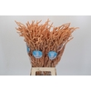 Amaranthus Yearming Desert Apricot