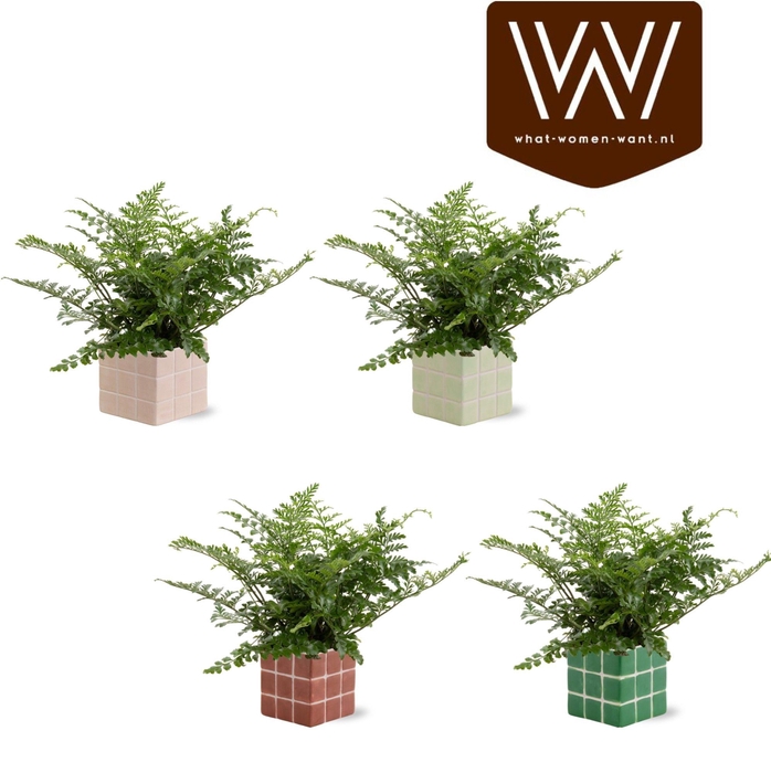 <h4>Collectie 'NaturalBubble' Varen in Keramiek Pip</h4>